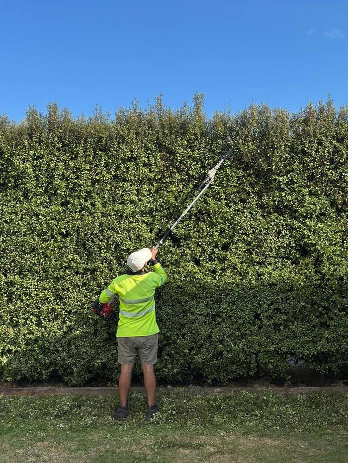 Tall hedge trimming in Hamilton with clippings raked up afterwards