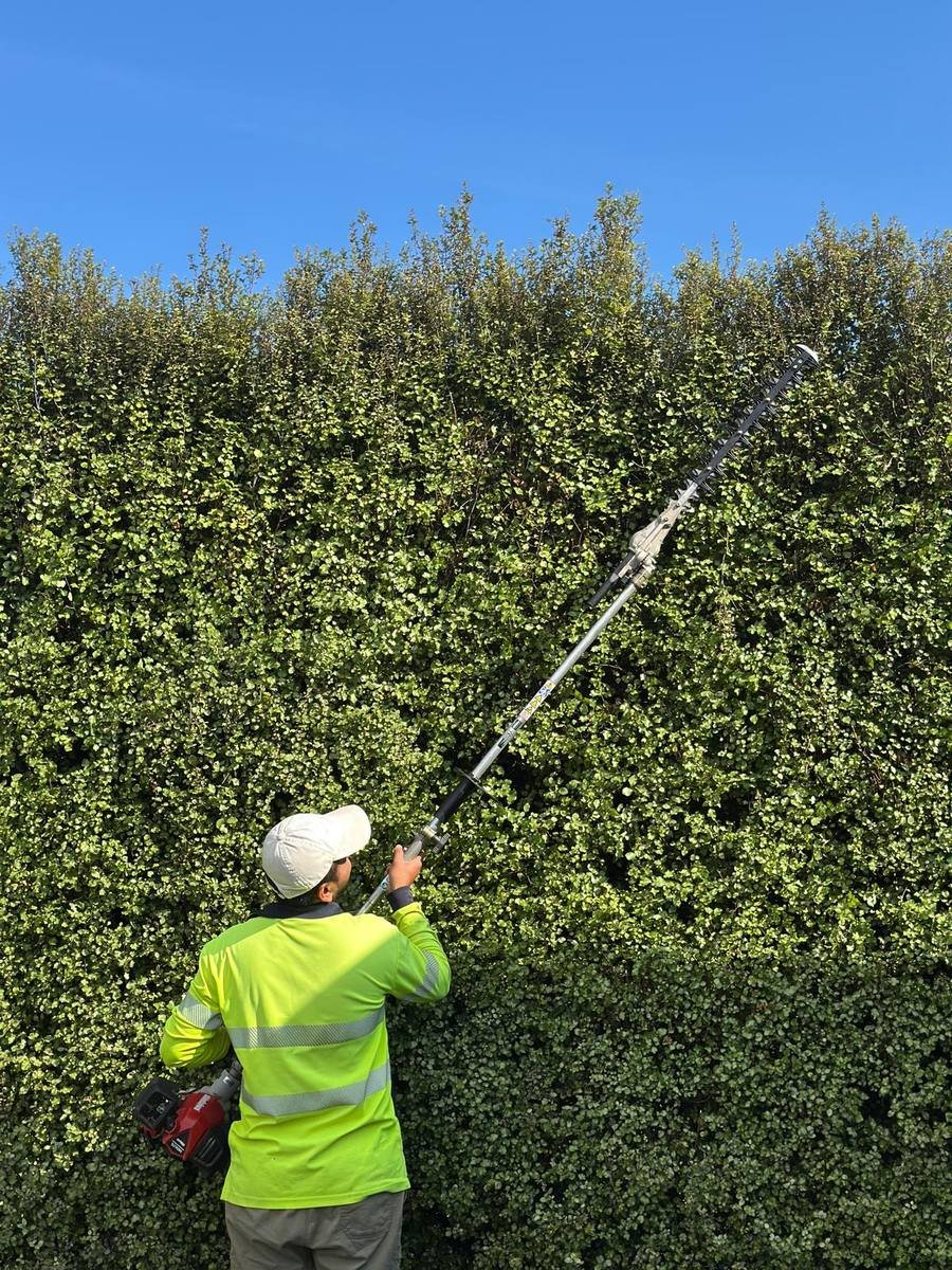 Mesh Master team member trimming a tall hedge with a pole hedge trimmer in Hamilton
