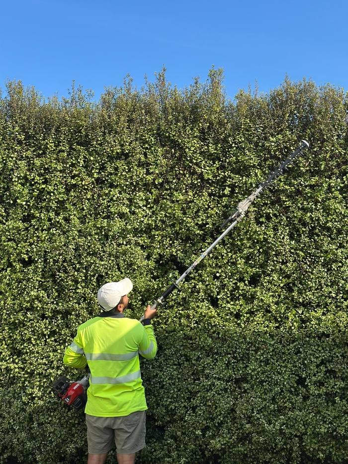 Long-reach pole hedge trimmer used by Mesh Master on a tall hedge, Waikato